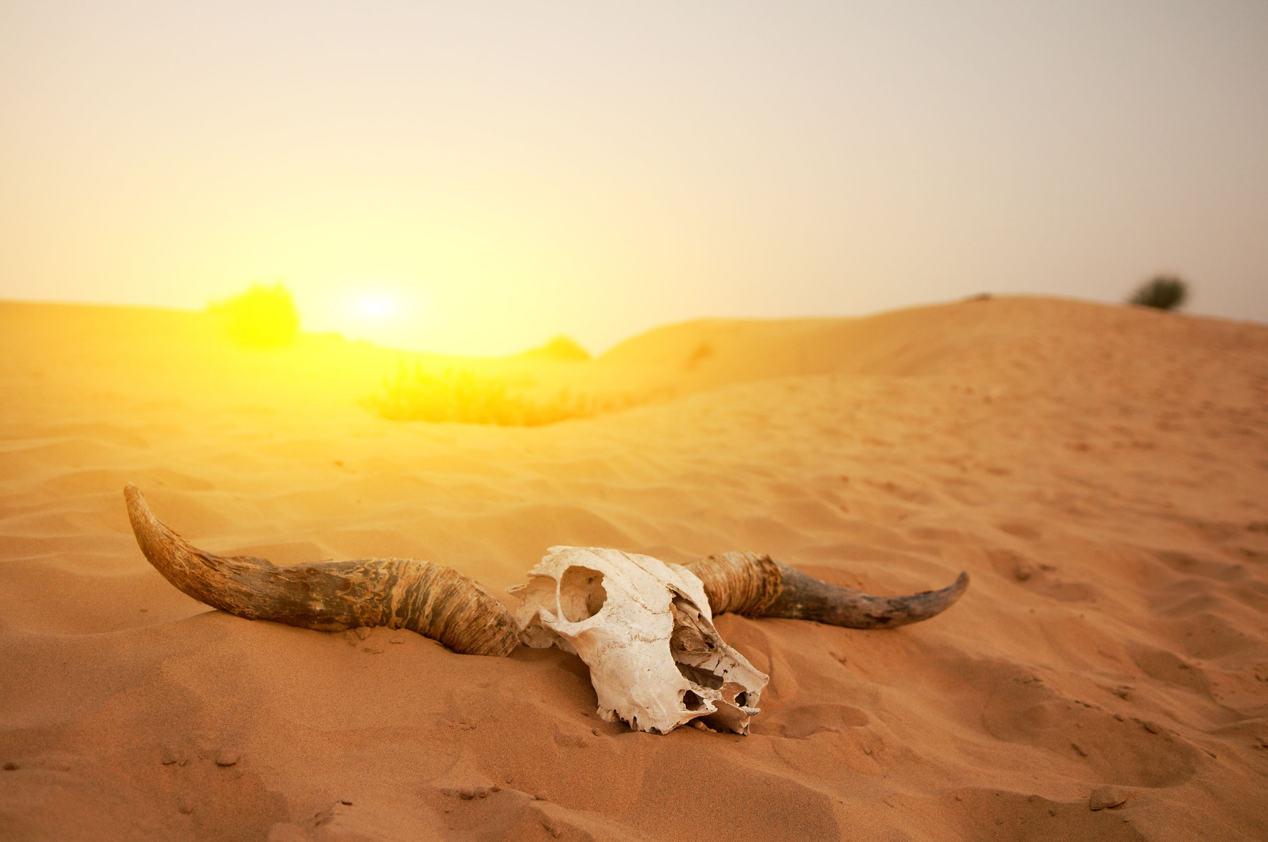A cow skull in the sand with sun setting behind it.