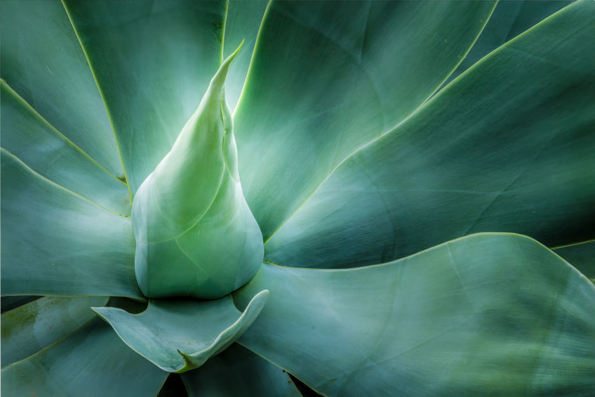 A close up of the leaves on an agave plant.