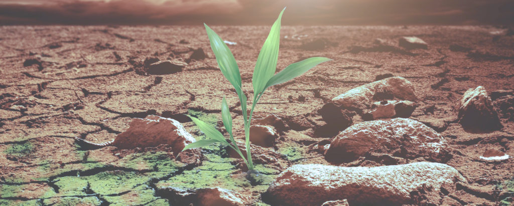 A plant growing in the middle of an earth field.