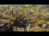 A group of fish swimming in the ocean.