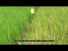 A person walking through the grass in a field.