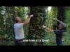 Two men are cutting a tree with pruning shears.