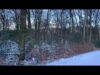 A snowy forest with trees and bushes in the background.