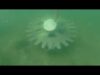 A large gear floating in the water.